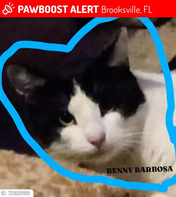 Lost Male Cat last seen Deepwood and Sandelwood ave, Brooksville, FL 34604