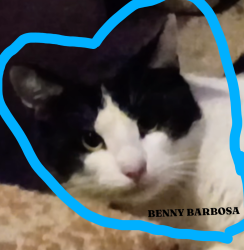 Lost Male Cat last seen Deepwood and Sandelwood ave, Brooksville, FL 34604