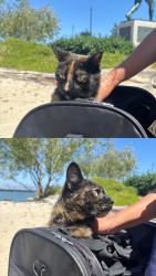 Reunited Female Cat last seen Indiana St & 22nd St , San Francisco, CA 94107
