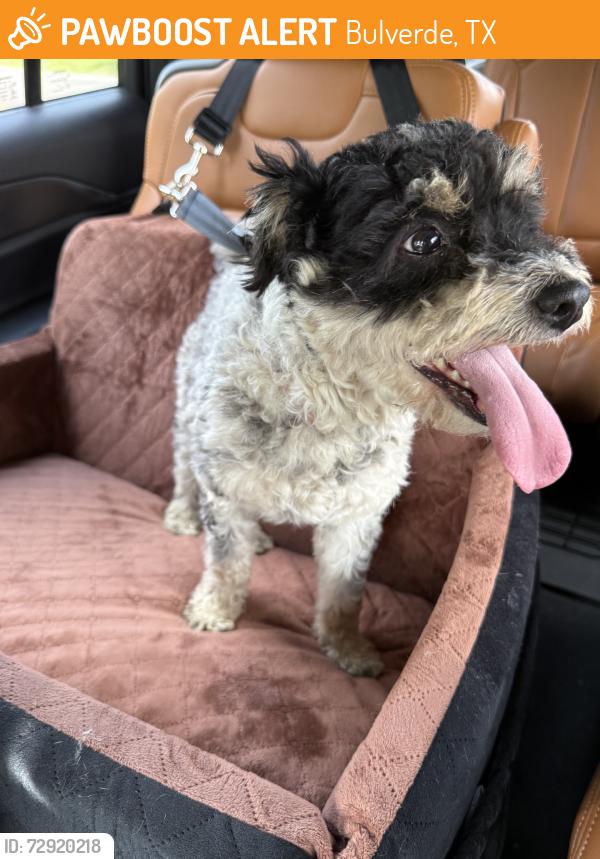 Found/Stray Male Dog last seen Near elm valley drive, Bulverde, TX 78163