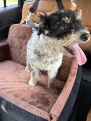 Found/Stray Male Dog last seen Near elm valley drive, Bulverde, TX 78163