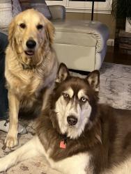Reunited Male Dog last seen Will o the wisp way, Monument, CO 80132