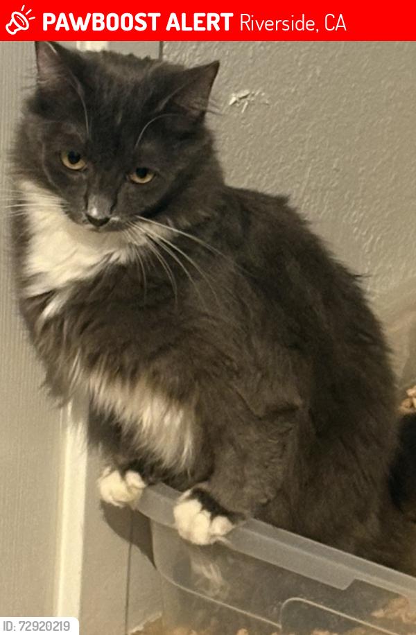 Lost Female Cat last seen Near chicago avenue, Riverside, CA 92507