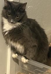 Lost Female Cat last seen Near chicago avenue, Riverside, CA 92507