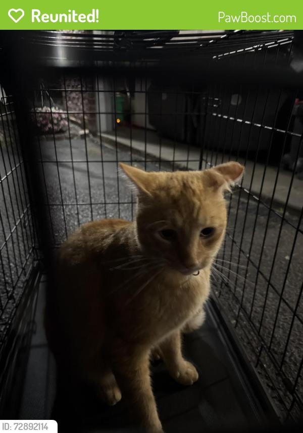 Reunited Unknown Cat last seen Borage Trail Roscoe, Roscoe, IL 61073