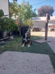 Reunited Male Dog last seen Near el centro rd, Sacramento, CA 95834