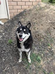 Found/Stray Male Dog last seen Mt Vernon , Riverside, CA 92507