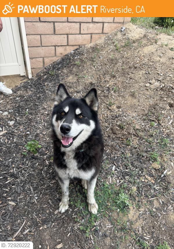 Found/Stray Male Dog last seen Mt Vernon , Riverside, CA 92507