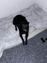 Reunited Female Dog last seen Near 71st Street, Miami Beach , Miami Beach, FL 33141