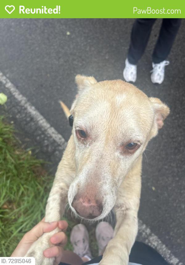 Reunited Unknown Dog last seen Unknown, H Abercrombie Rd, GA 30506