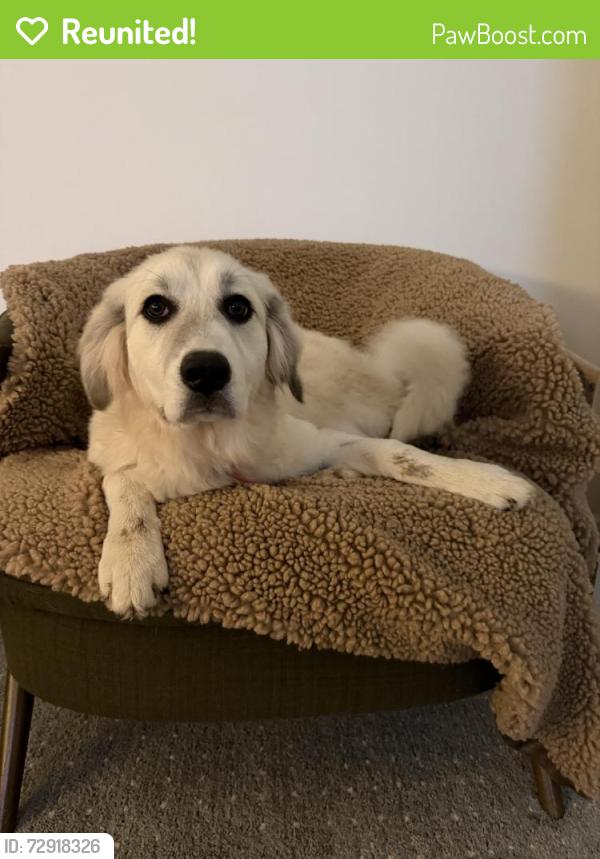 Reunited Female Dog last seen Englewood, Wakomis , Kansas City, MO 64118