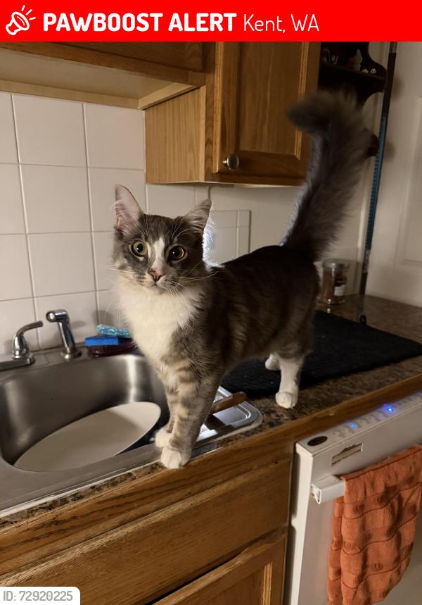 Lost Male Cat last seen green river kent, Kent, WA 98032