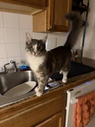 Lost Male Cat last seen green river kent, Kent, WA 98032