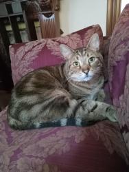 Reunited Male Cat last seen 4th and North K street, Tacoma, WA 98403