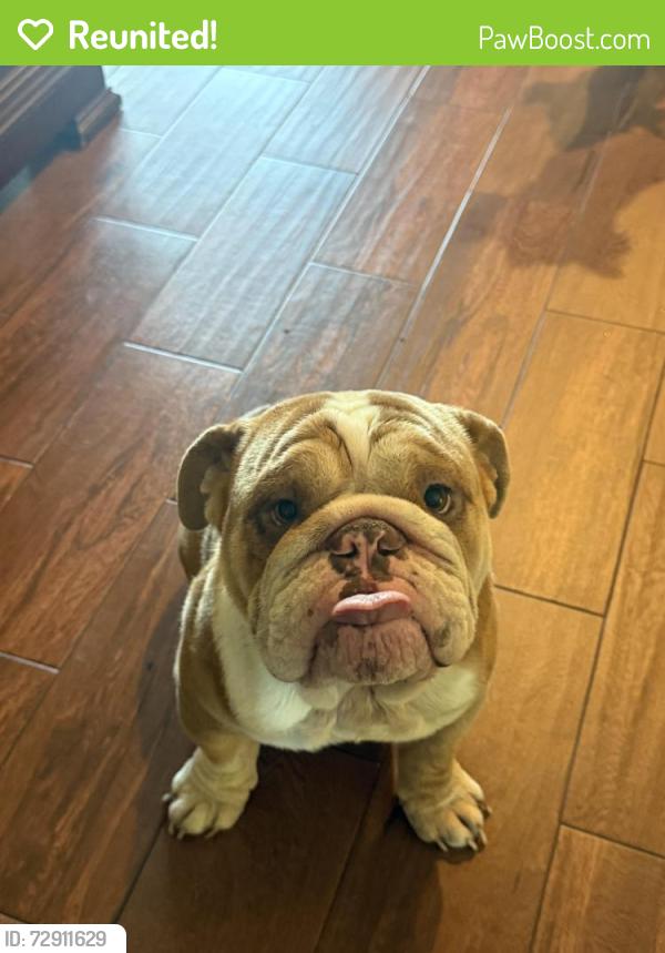 Reunited Male Dog last seen Near Atlantic Ave, Cudahy, CA 90201, Cudahy, CA 90201