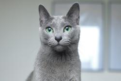 Reunited Female Cat last seen Castlereagh Road, Belfast, Northern Ireland BT5 6BH