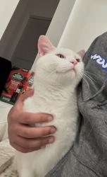 Lost Male Cat last seen All white with pink nose, Fitchburg, MA 01420