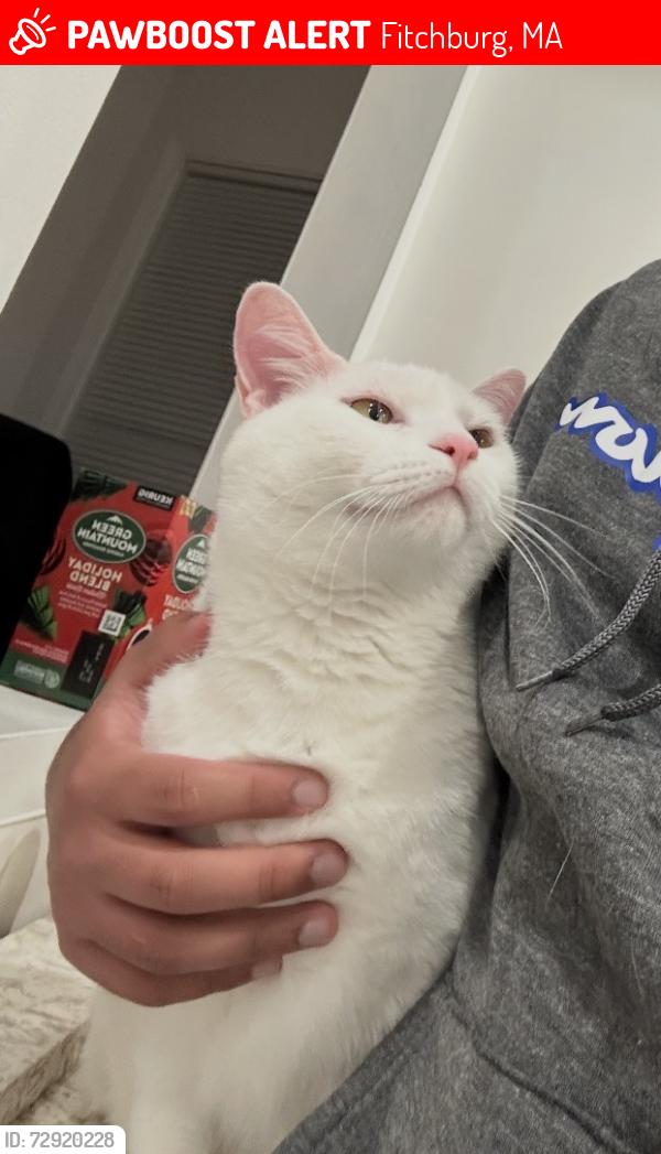 Lost Male Cat last seen All white with pink nose, Fitchburg, MA 01420