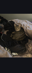 Lost Male Cat last seen Historic Sandy , Sandy, UT 84070