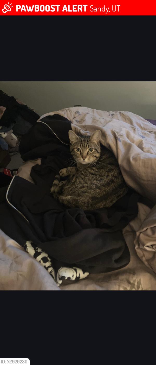 Lost Male Cat last seen Historic Sandy , Sandy, UT 84070