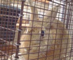 Shelter Stray Female Other last seen HOWE AVE/ VILLA FONT WAY, 95825, Sacramento, CA 95827