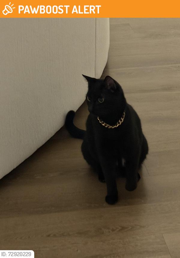 Found/Stray Unknown Cat last seen Eastover shopping center , Prince George's County, MD 20745