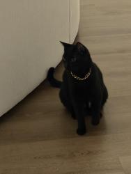 Found/Stray Unknown Cat last seen Eastover shopping center , Prince George's County, MD 20745