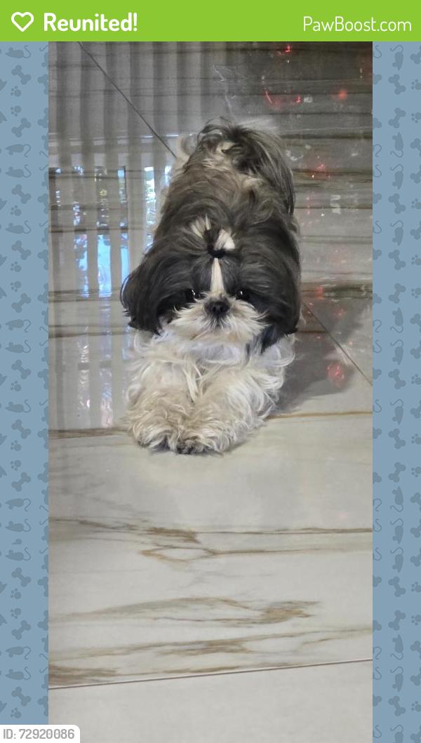 Reunited Female Dog last seen There is a Carl’s Jr and hacienda grill around there , Big Bear Lake, CA 92315