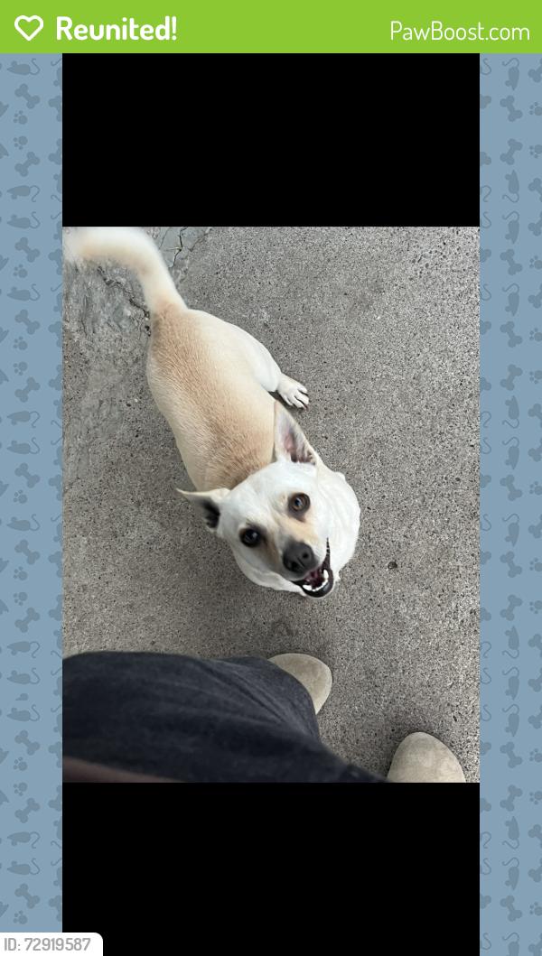 Reunited Male Dog last seen Near Tenaya Avenue 95833, Sacramento, CA 95833