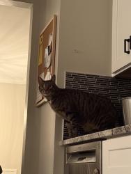 Found/Stray Unknown Cat last seen Promenade, Bolingbrook, IL 60440