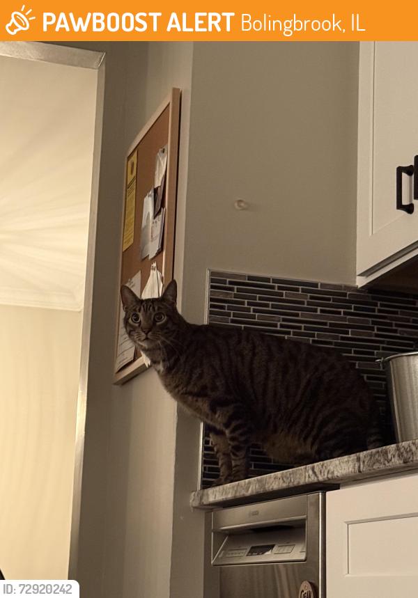 Found/Stray Unknown Cat last seen Promenade, Bolingbrook, IL 60440