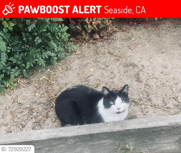 Lost Male Cat last seen Laguna and Phoenix , Seaside, CA 93955