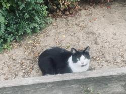 Lost Male Cat last seen Laguna and Phoenix , Seaside, CA 93955