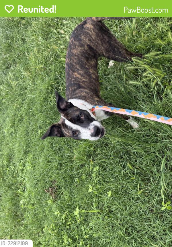 Reunited Male Dog last seen Murphy gas station near Taco Bell , Fort Worth, TX 76134