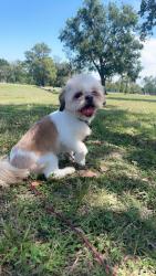 Lost Male Dog last seen Near  Melbourne  St Houston,TX 77026, Houston, TX 77026