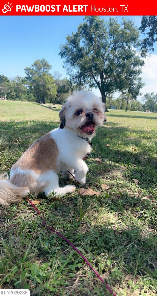 Lost Male Dog last seen Near  Melbourne  St Houston,TX 77026, Houston, TX 77026