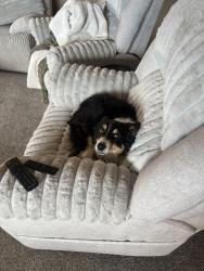 Reunited Female Dog last seen Near in Fox Ridge, Severance, CO 80550