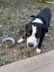 Found/Stray Male Dog last seen Rice Canyon to Huntly, Rainbow, CA 92028