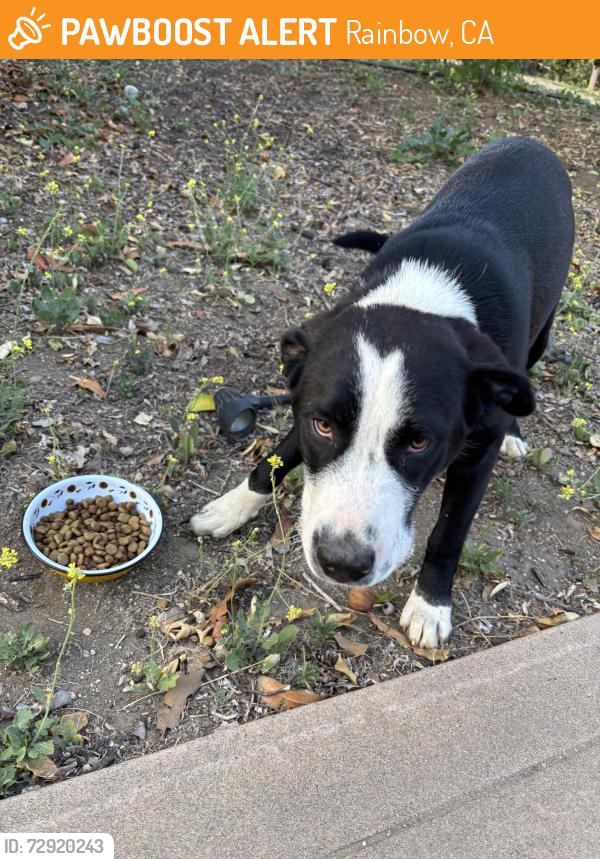 Found/Stray Male Dog last seen Rice Canyon to Huntly, Rainbow, CA 92028