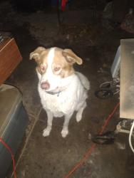 Reunited Male Dog last seen Woodward Ave, Manteca, CA 95337