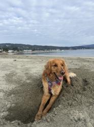 Reunited Female Dog last seen Panorama and dellbrook , San Francisco, CA 94131