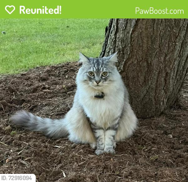 Reunited Male Cat last seen Arbutus Safeway, Vancouver, BC V6L 3E1