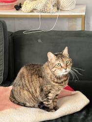 Reunited Female Cat last seen Havana St and Montview Blvd, Aurora, CO 80010