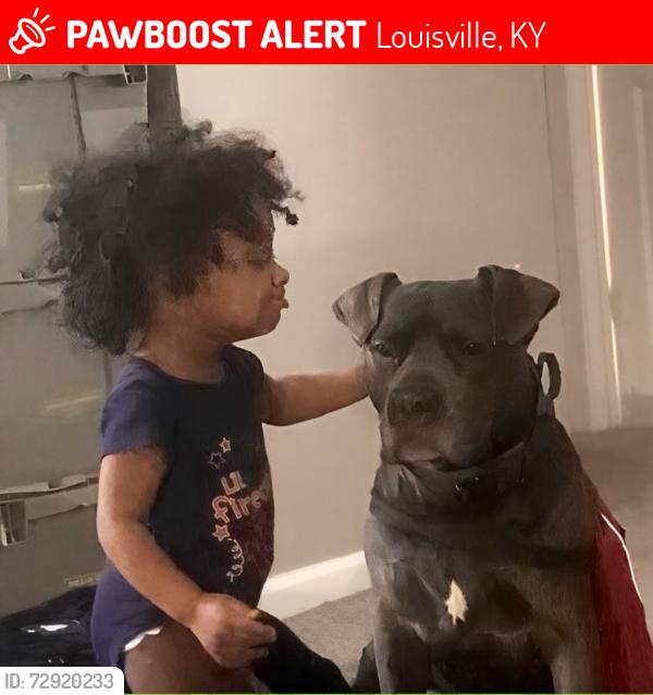 Lost Male Dog last seen Bluegrass Ave and Southern Parkway, Louisville, KY 40214