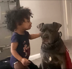 Lost Male Dog last seen Bluegrass Ave and Southern Parkway, Louisville, KY 40214