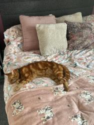 Lost Male Cat last seen Aster rd, North Northamptonshire, England NN16 9PD