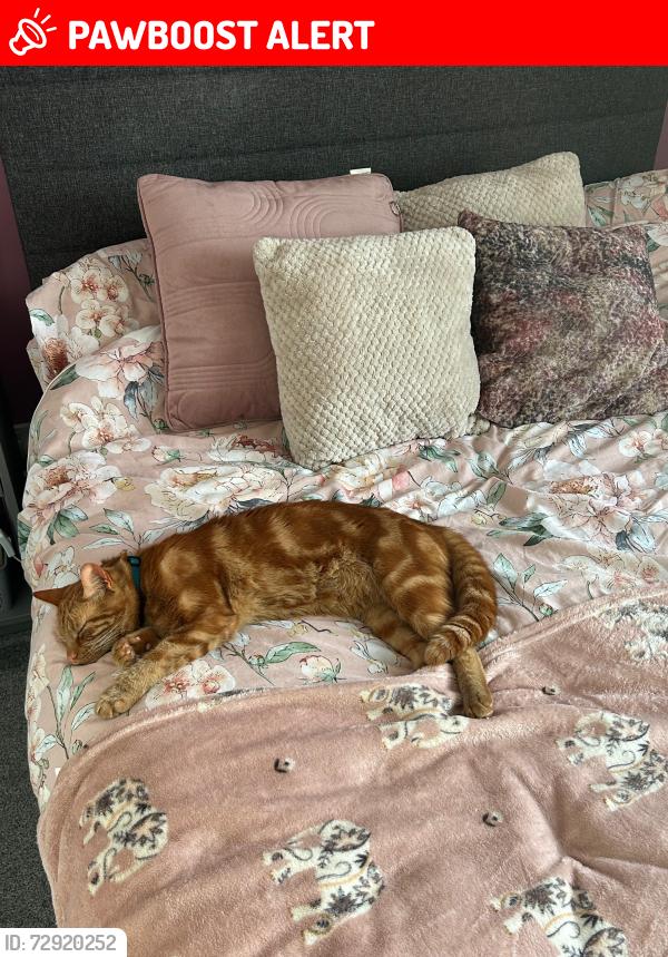 Lost Male Cat last seen Aster rd, North Northamptonshire, England NN16 9PD