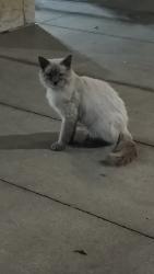 Found/Stray Unknown Cat last seen Gateway blvd and Hawkins, El Paso, TX 79925
