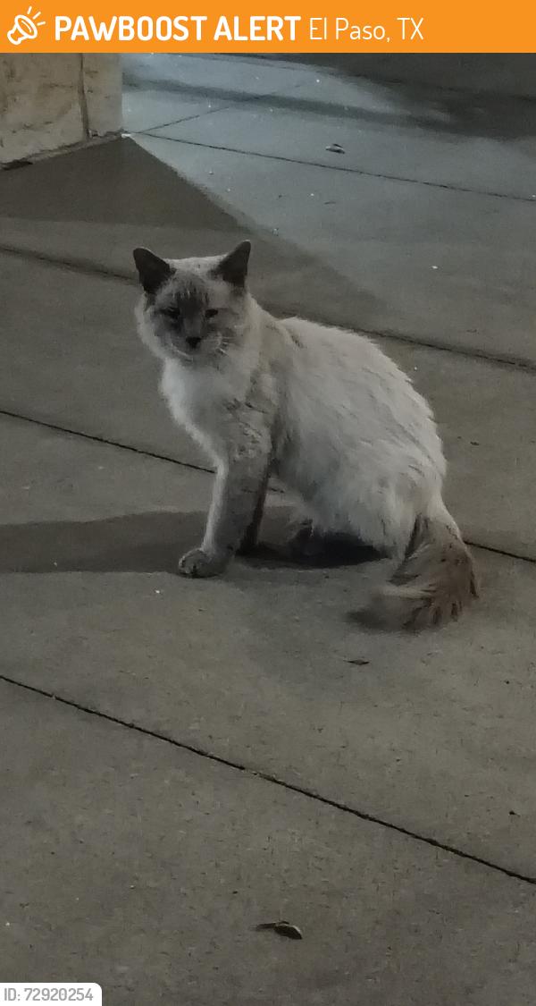 Found/Stray Unknown Cat last seen Gateway blvd and Hawkins, El Paso, TX 79925