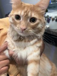 Lost Male Cat last seen Bellevue, Adelanto, CA 92301
